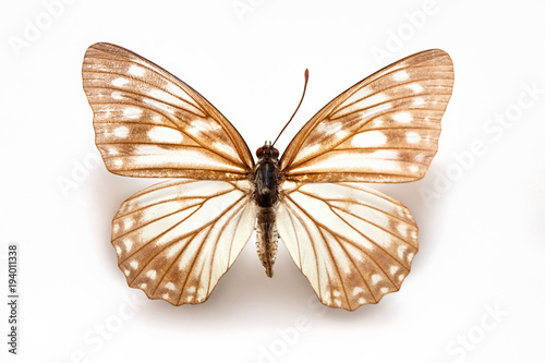 Butterfly specimen korea,Hestina japonica,Female