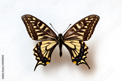 Butterfly specimen korea,Tiger Swallowtail 