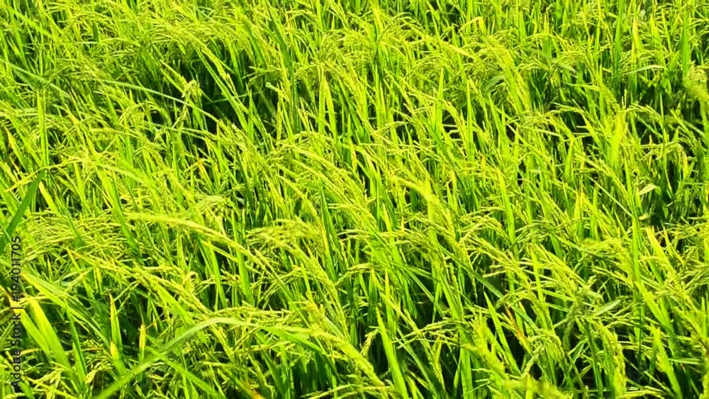 Green field with rice stalks swaying in the wind blows Green field with rice stalks swaying in the wind blows