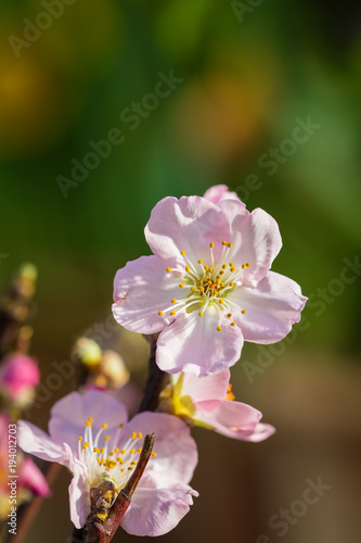 Flowering or blossoming almond-tree, macro, spring gardening concept.