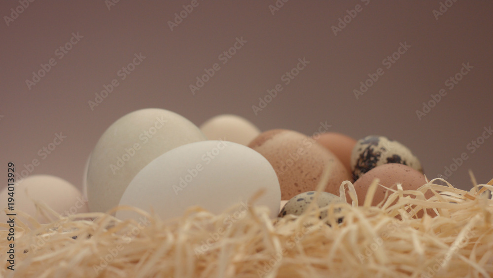 zoom to nest with a different eggs. Easter eggs in nest zoom to nest with a different eggs. Easter eggs in nest
