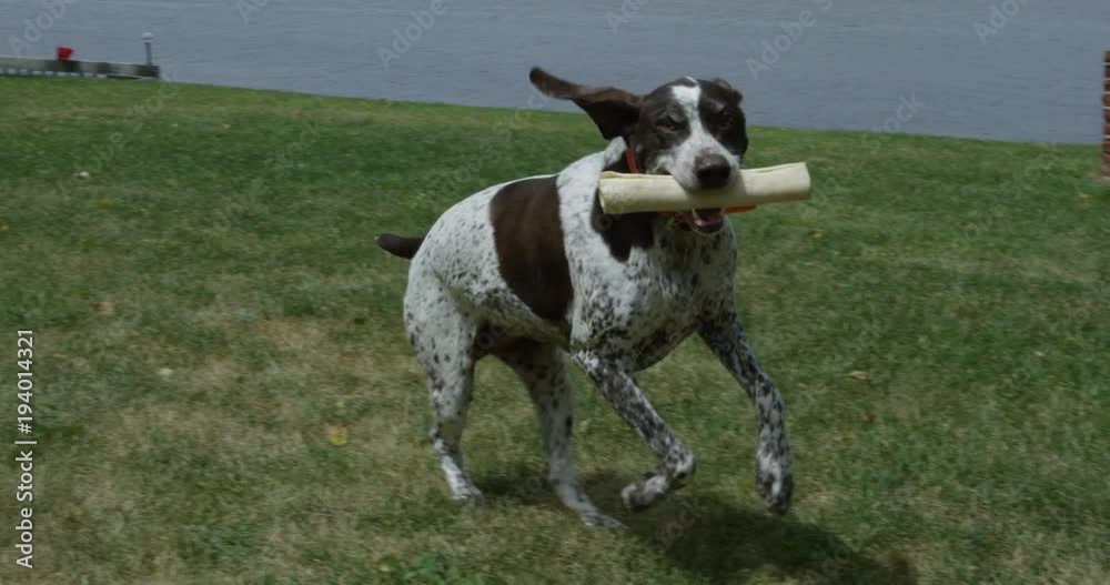 Happy Dog running with bone on grass - close up Happy Dog running with bone on grass - close up