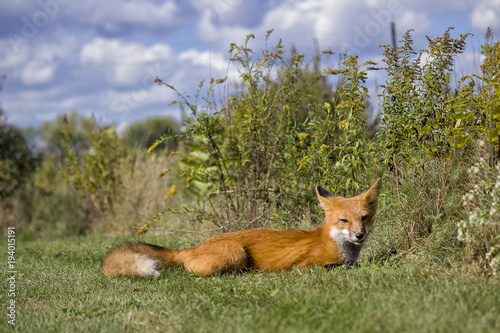 Resting Red Fox (2)