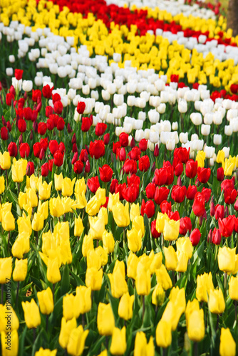 Background of blooming tulips. Carpet of tulips. Flower bed of tulips. Field of tulips. © ksu_ok