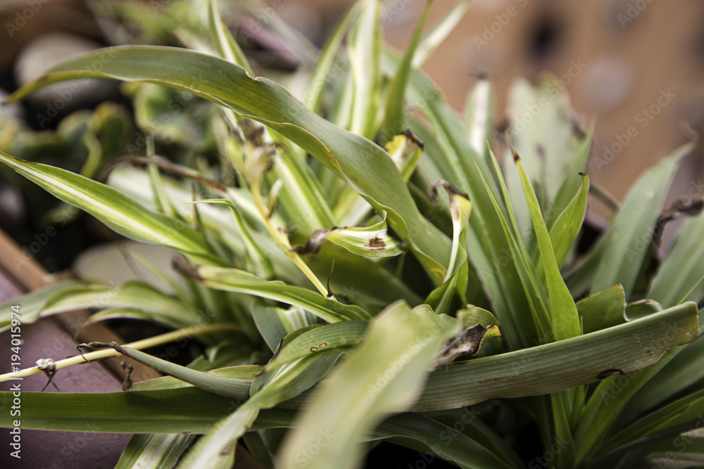 Obraz premium Plant leaf nature