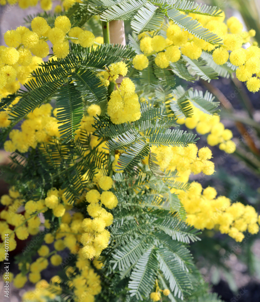 Φωτογραφία yellow flower of mimosa plants symbol of idw
