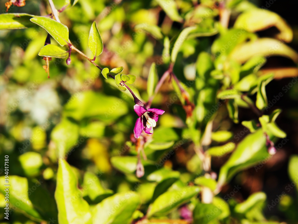 Goji flowers - Lycium barbarum (Chinese wolfberry, Chinese boxthorn, Himalayan goji) Goji flowers - Lycium barbarum (Chinese wolfberry, Chinese boxthorn, Himalayan goji)
