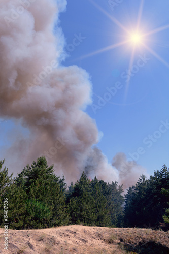 Fire burning in a pine forest .