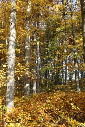 Herbst im Nationalpark Hainich