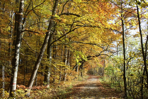 Herbst im Nationalpark Hainich