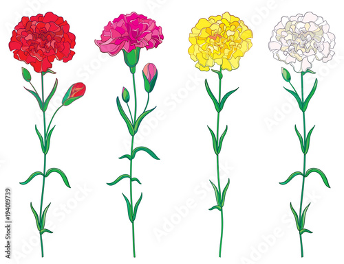 Vector set with outline red, pink, pastel white and yellow Carnation or Clove flower, bud and leaf isolated on white background. Ornate carnation for greeting spring or summer design in contour style.