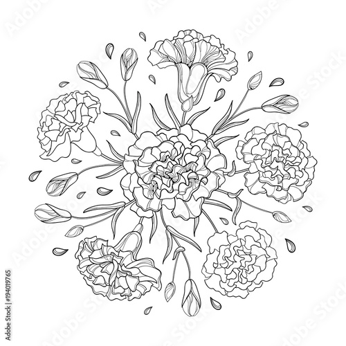 Vector round composition with outline Carnation or Clove. Flower bunch, bud and leaves in black isolated on white background. Ornate contour carnation for spring or summer design, coloring book.