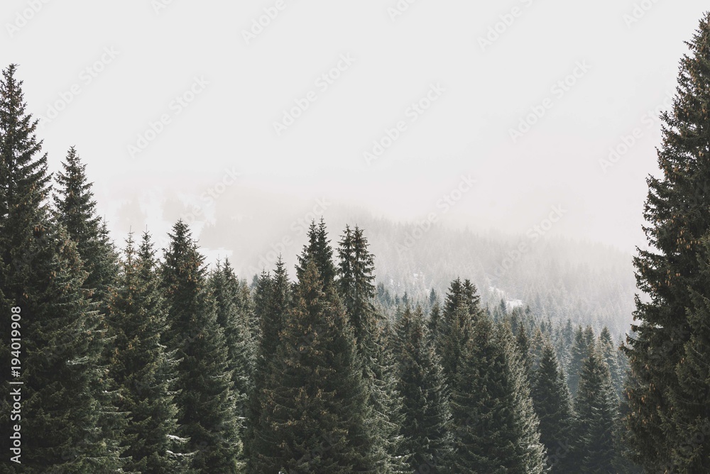 morning mountain foggy landscape with conifer wood forest