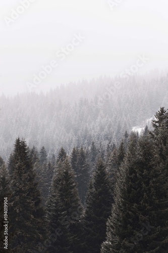 morning mountain foggy landscape with conifer wood forest © Djordje