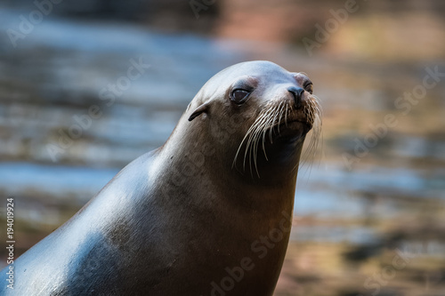 closeup of a sea lion