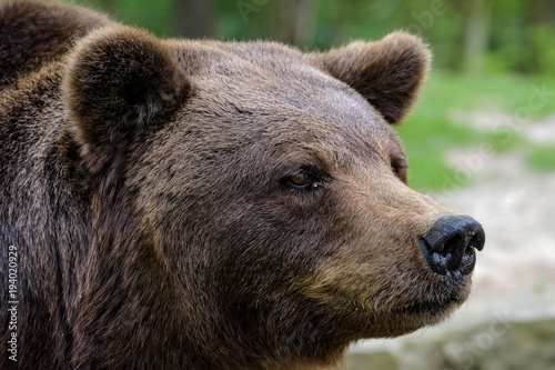 Closeup of an european brown bear