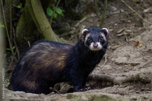 Dark ferret standing in front of its den