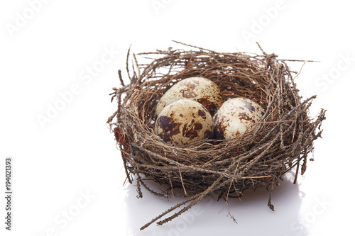 Wallpaper Mural Quail eggs in a nest. Torontodigital.ca