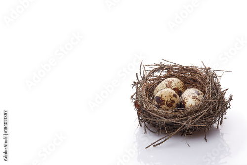 Quail eggs in a nest.