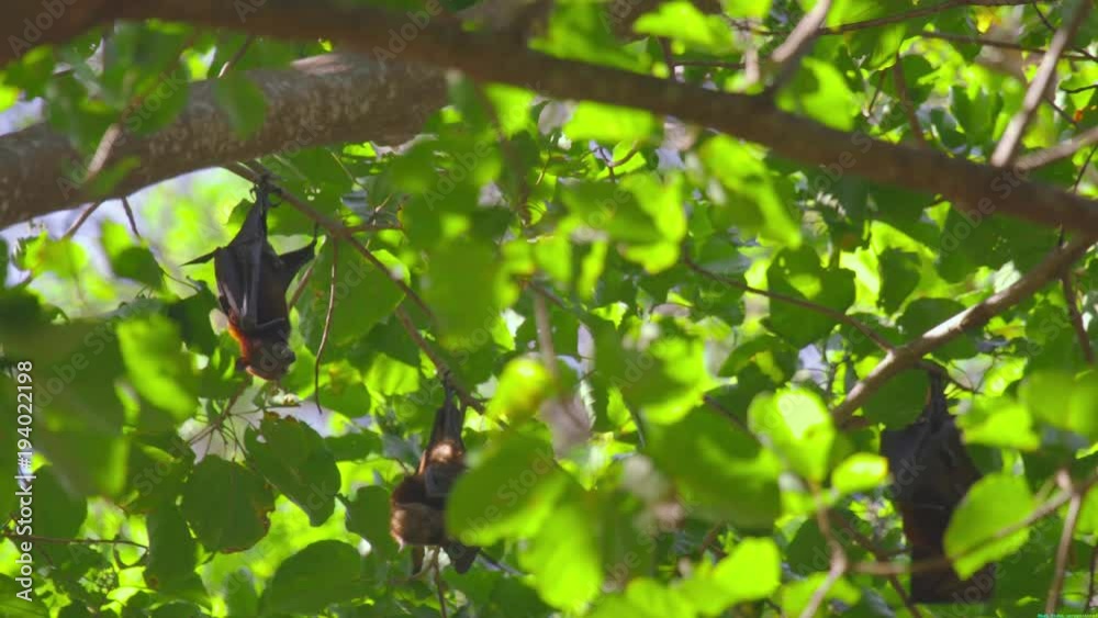 Flying foxes hanging on a tree branch and washing up Flying foxes hanging on a tree branch and washing up