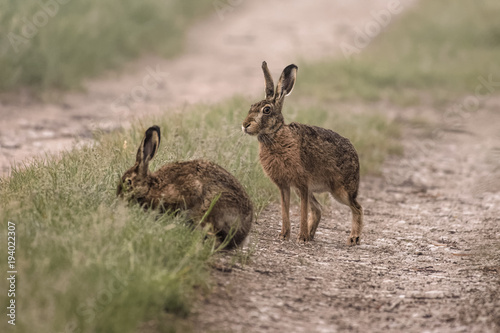 European hares in a field