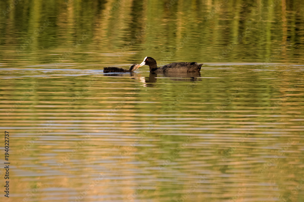 Female coot feeding its young Female coot feeding its young