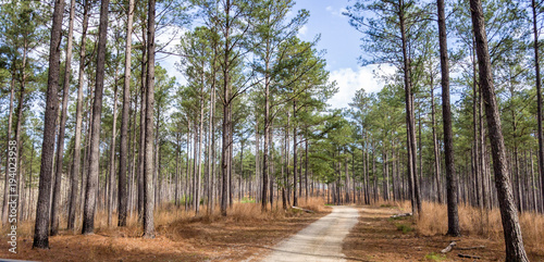 riding path trail on blue sky day in the forest
