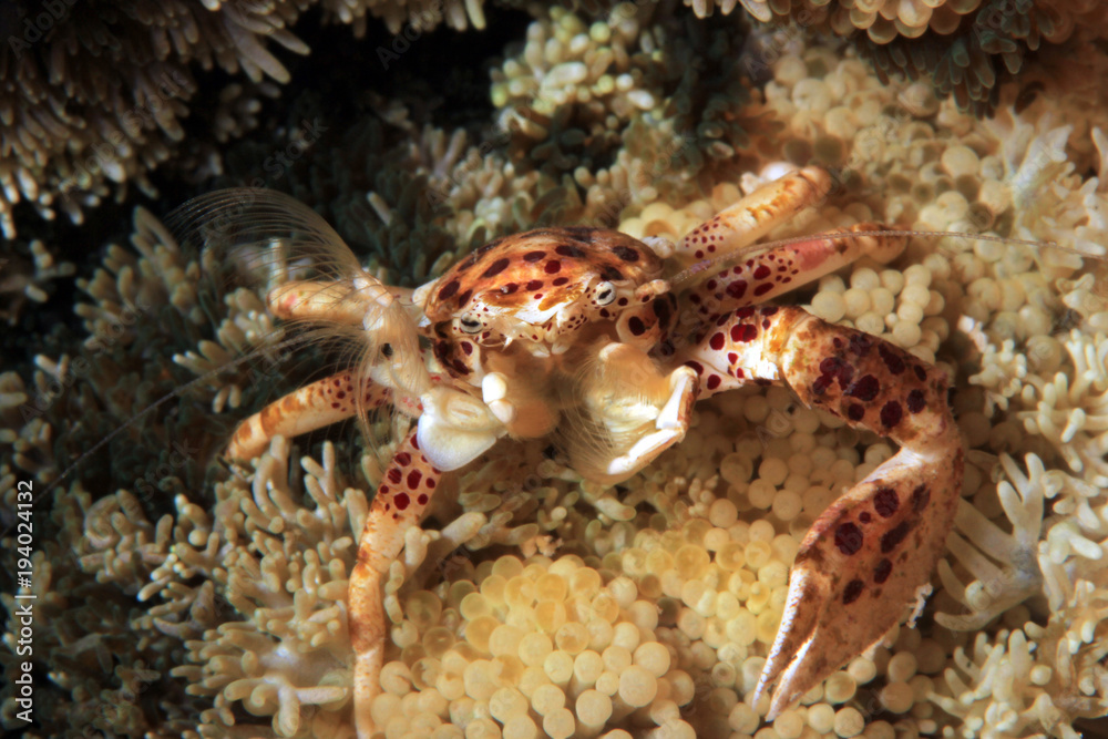 Oshimai Porcelain Crab (aka Anemone Porcelain Crab, Neopetrolisthes