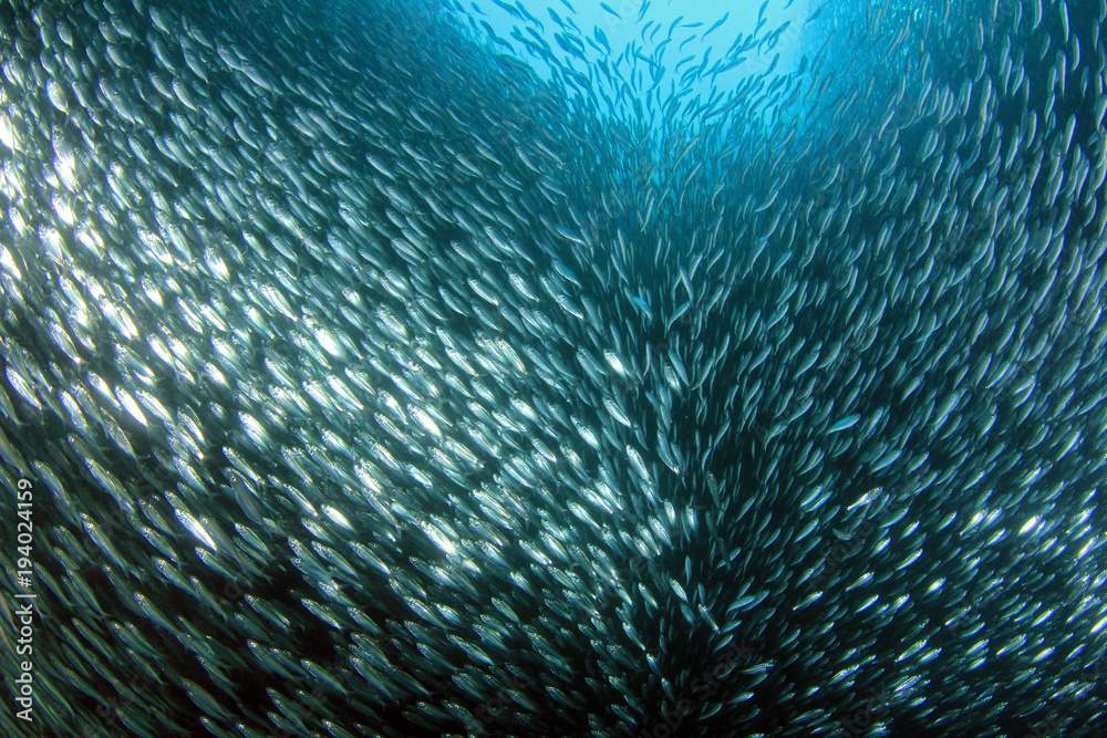 Fototapeta premium Sardine Run in Moalboal. Cebu, Philippines