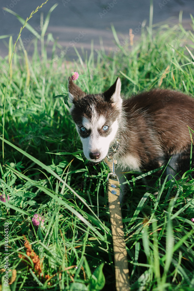 Fototapeta premium Little husky puppy on the grass