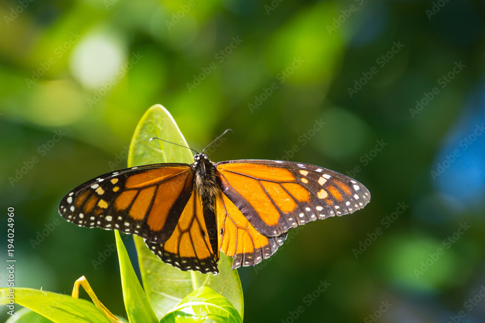Fototapeta premium USA, Florida, Beautiful orange monarch butterfly sitting on a green leaf