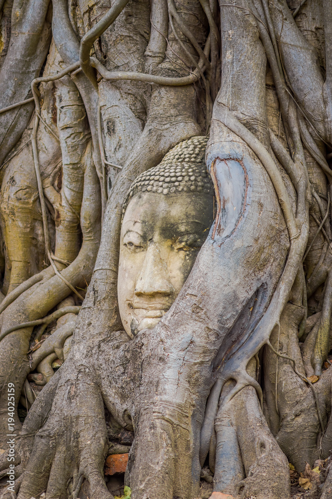 Beautiful head of Buddha under a fig tree in Ayutthaya Province