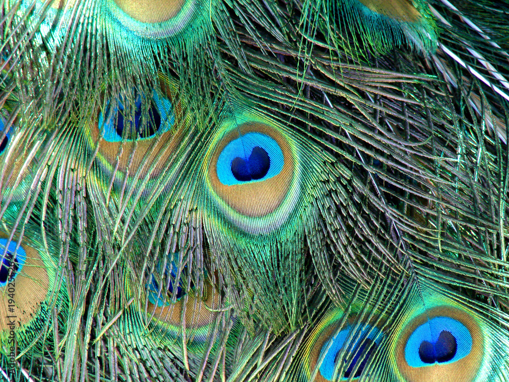 Fototapeta premium Peacock feathers.