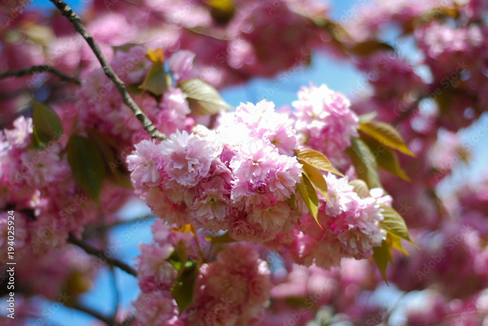 Close up of beautiful pink cherry blossom against blurred blue sky. Spring sakura flowers. Close up of beautiful pink cherry blossom against blurred blue sky. Spring sakura flowers.