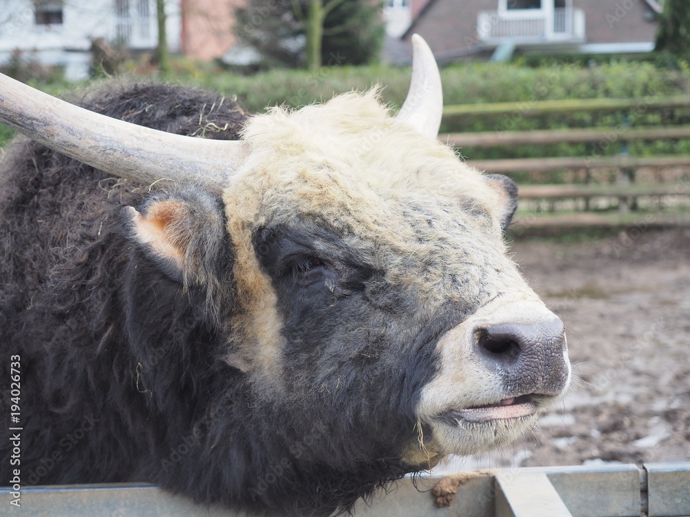 Fototapeta premium Ungarisches Steppenrind