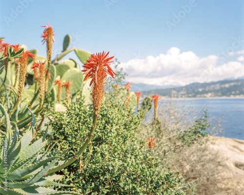 fleurdecactus