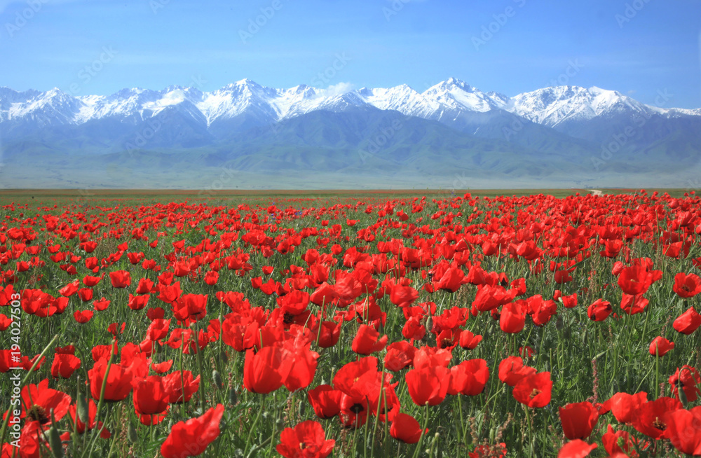 Bright-green huge field, drowning in flowering poppies. A lot of red poppies of various sizes. In the background, a mountain range completely covered with snow. Spring and winter are connected in one 