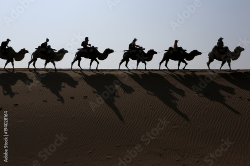 Camel riding in the Shapotou district of Tengger Desert