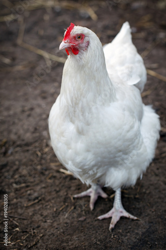 White hen on a brown background