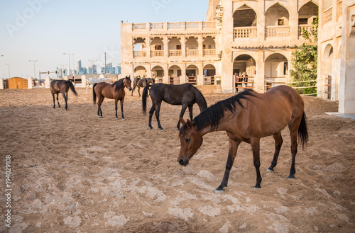 arabic horses in qatar 
