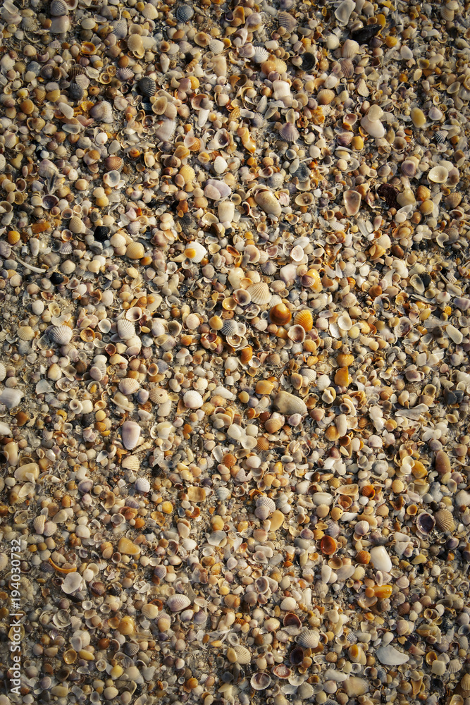 seashells on the beach texture seashells on the beach texture
