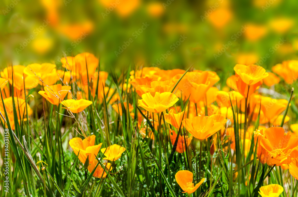 California Golden Poppy field, california poppies Stock Photo | Adobe Stock