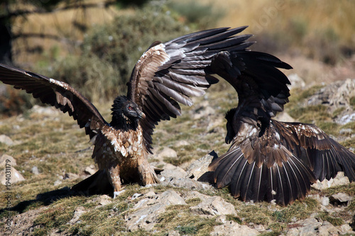 The bearded vulture (Gypaetus barbatus), also known as the lammergeier or ossifrage on the feeder. Subadult color scavenger on the rock. Fight on the rock.