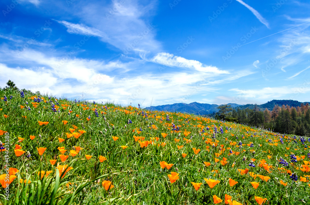 Obraz premium California Golden Poppy field, kalifornijskie maki