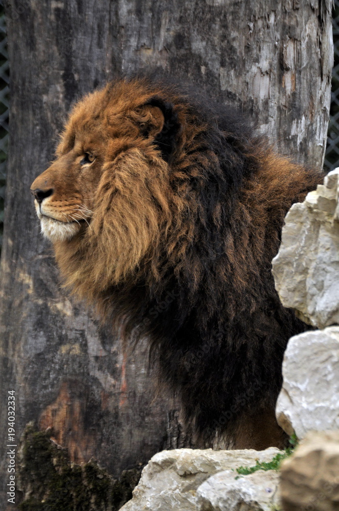 Naklejka premium lion