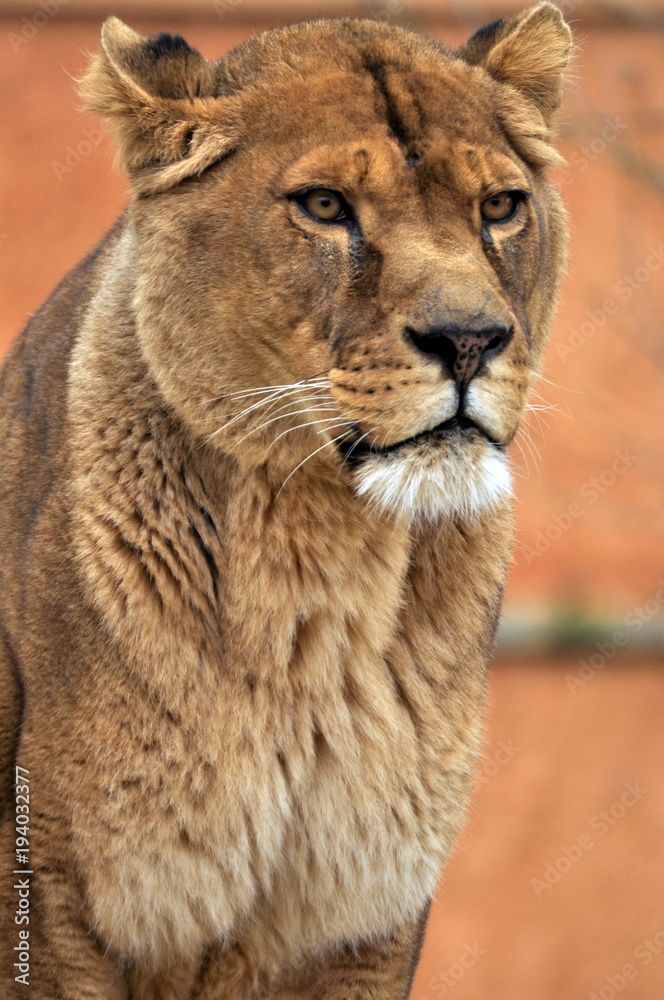 Fototapeta premium regard de lionne 