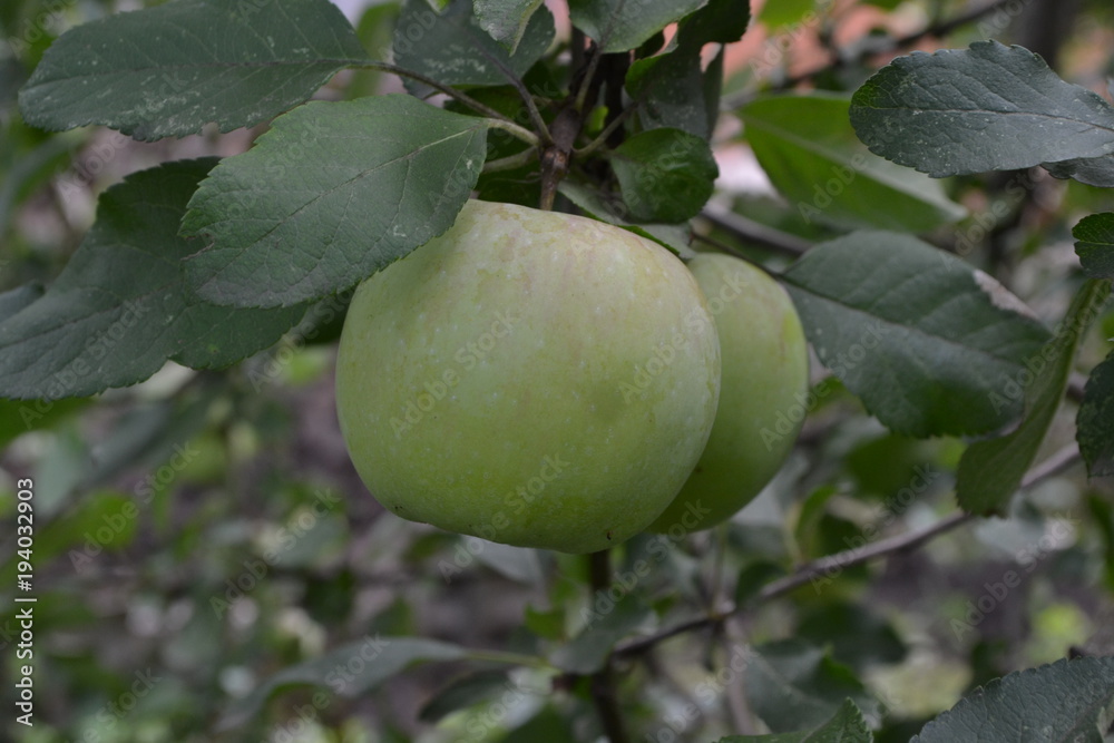 Apple. Grade Florina. Apples average maturity. Fruits apple on the branch. Apple tree. Agriculture. Growing fruits. Garden. Close-up. Horizontal photo Apple. Grade Florina. Apples average maturity. Fruits apple on the branch. Apple tree. Agriculture. Growing fruits. Garden. Close-up. Horizontal photo