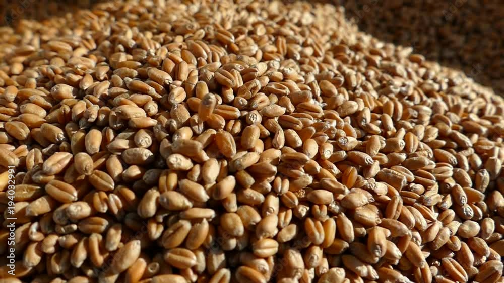 Wheat seeds close-up. Wheat grains are poured into a sack. Harvest wheat. The farmer has a good harvest. Raw materials for baking bread. Wheat seeds close-up. Wheat grains are poured into a sack. Harvest wheat. The farmer has a good harvest. Raw materials for baking bread.