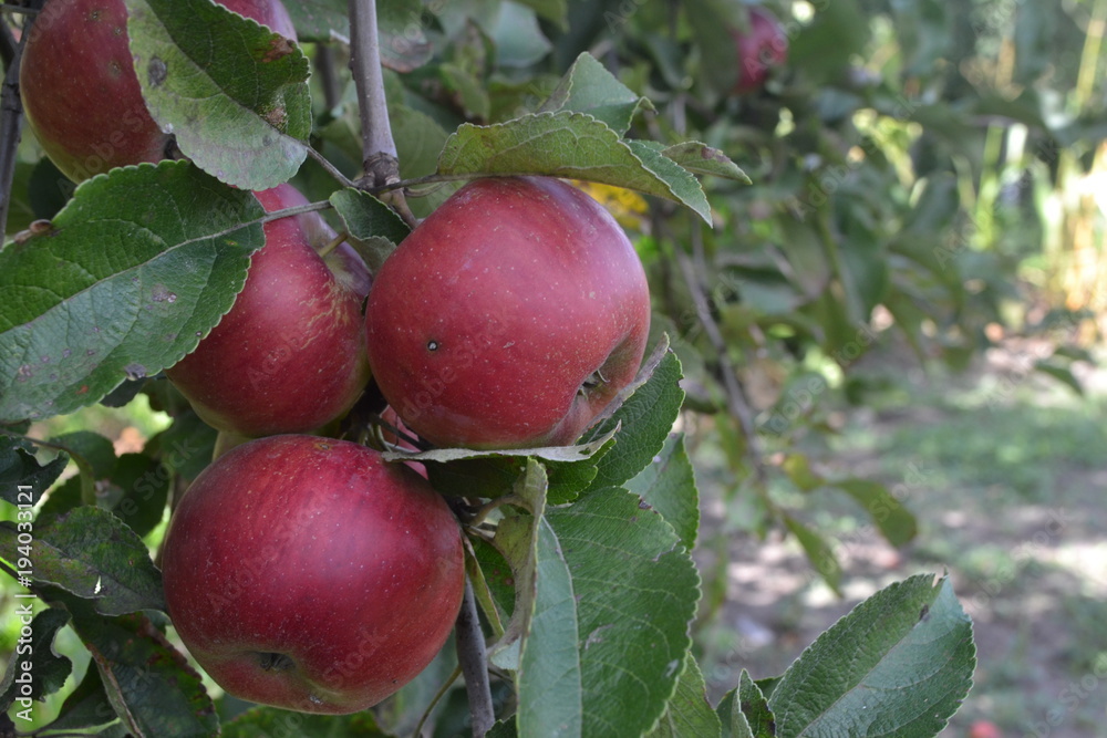 Apple. Grade Jonathan. Apples average maturity. Growing fruits. Farm