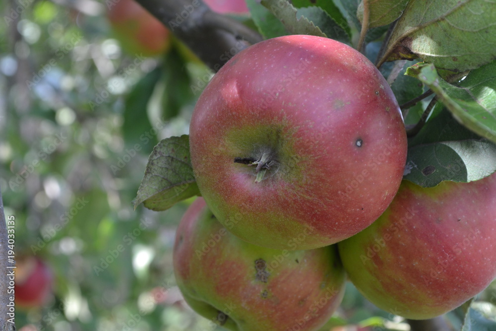 Apple. Grade Jonathan. Apples average maturity.  Growing fruits. Garden. Farm. Apple tree. Agriculture. Close-up. Horizontal